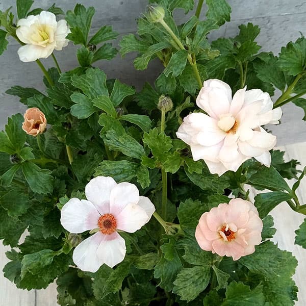 園芸ネット本店｜ラナンキュラス：ラックス メリッサ5号鉢植え の通販