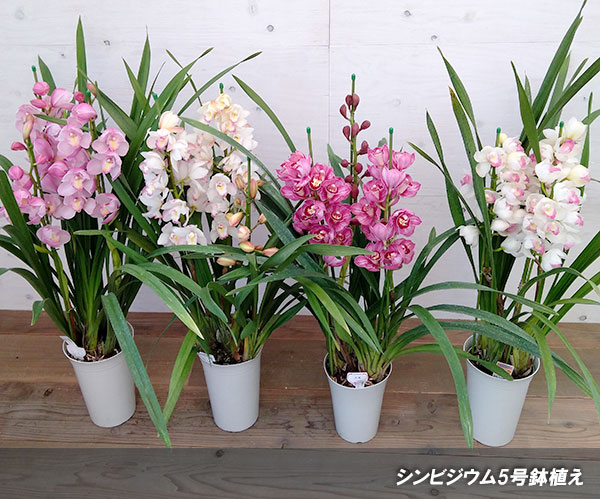 園芸ネット本店｜（わけあり特価）シンビジウム：ピンクペルペチュエル