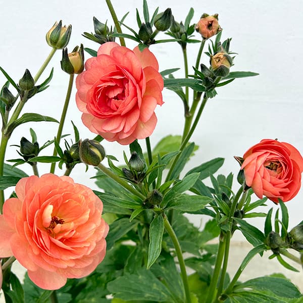 園芸ネット本店｜ラナンキュラス：ラックス エリス3.5-4号ポット* の