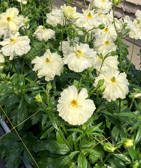 園芸ネット本店｜ラナンキュラス：ラックス グレーシス3.5-4号ポット