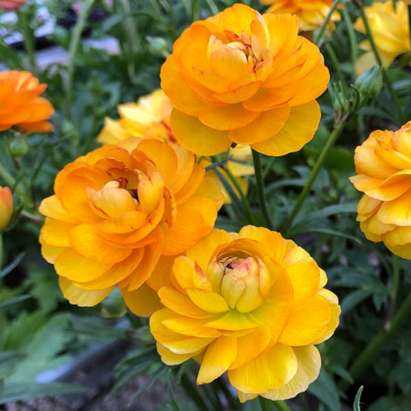 園芸ネット本店｜ラナンキュラス：ラックス ミネルバ3.5-4号ポット* 3