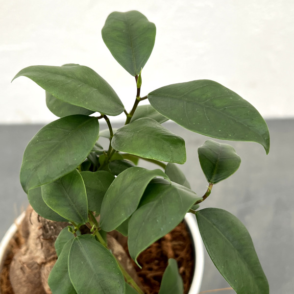 園芸ネット本店｜ガジュマル（多幸の木）4号鉢植え の通販【公式】