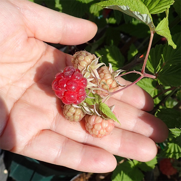 園芸ネット本店｜トゲなしラズベリー：グレンアンプル4号ポット** の