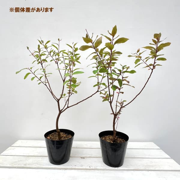園芸ネット本店｜×スモークツリー：マロンシュシュ5号ポット の通販