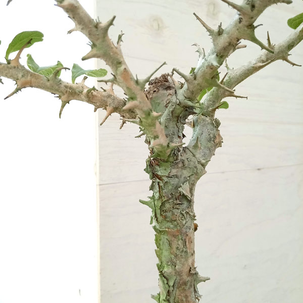 園芸ネット本店｜セサモタムナス：ブッセアヌス 5号22-02 の通販【公式】