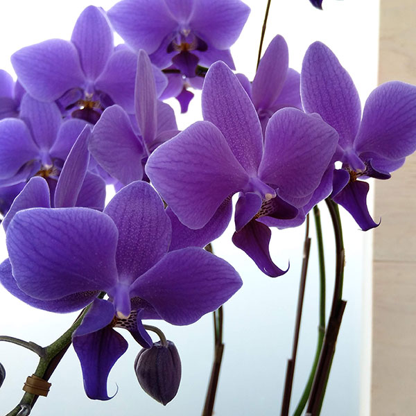 園芸ネット本店｜[ギフトに]ファレノプシス：Blue Gene（ブルージーン