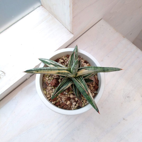 園芸ネット本店｜[ザ・ファームセレクト][送料無料]サンセベリア：Lav