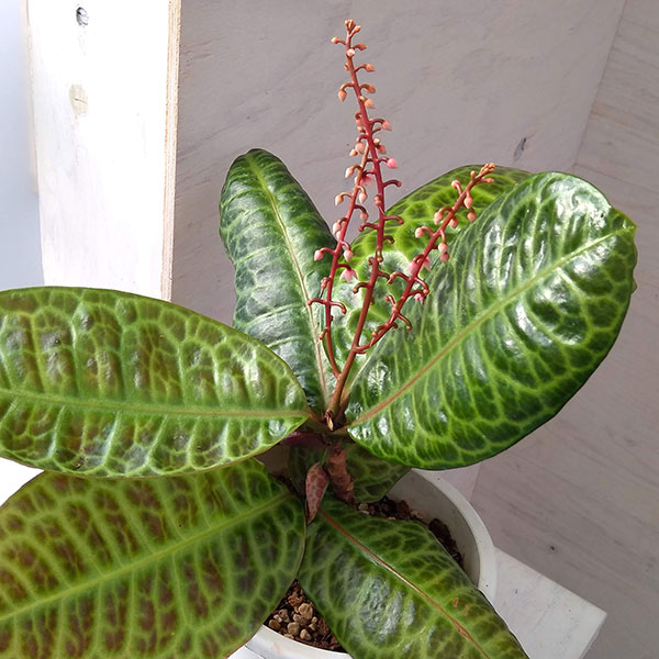 園芸ネット本店｜ラビシア：タートルバック 5号 の通販【公式】