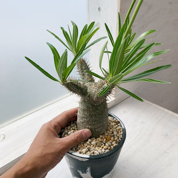 園芸ネット本店｜パキポディウム：グラキリス4号皿付き 22-02 の通販