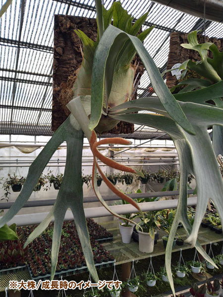 園芸ネット本店｜ビカクシダ（コウモリラン）：ホワイトホーク4号