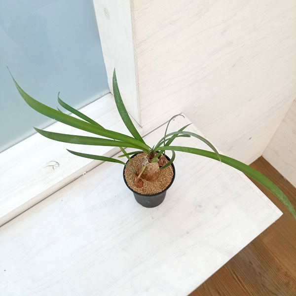 園芸ネット本店｜キルタンサス：スピラリス 3号鉢 の通販【公式】