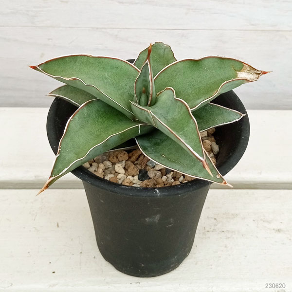 園芸ネット本店｜サンセベリア：ブルーキュー 3号 の通販【公式】