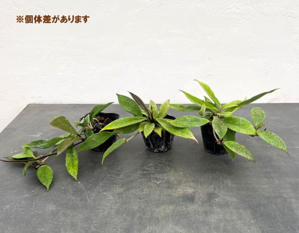 園芸ネット本店｜ホヤ：プビカリックス ロイヤルハワイアンパープル3号