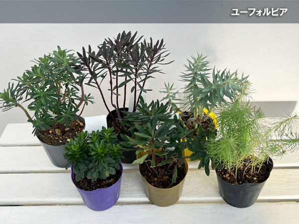 園芸ネット本店｜ユーフォルビア：ロビアエポンポン4号ポット の通販