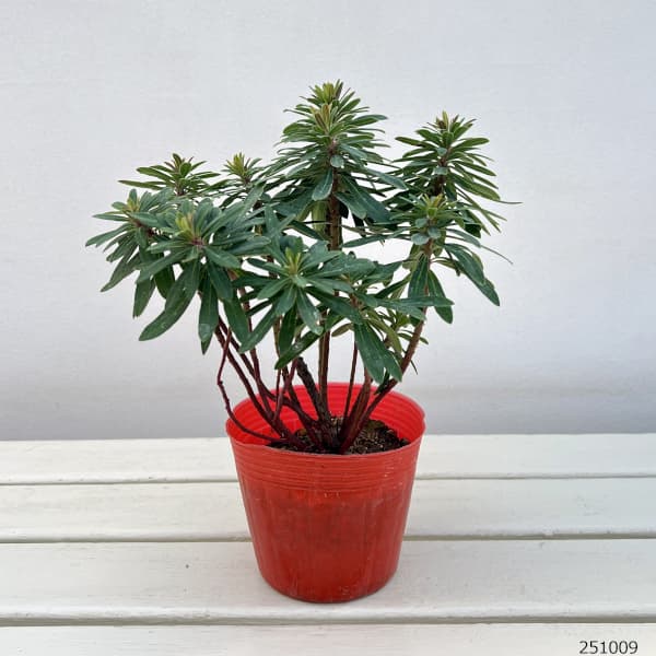 園芸ネット本店｜ユーフォルビア：マーティ―コンパクタ4号ポット の