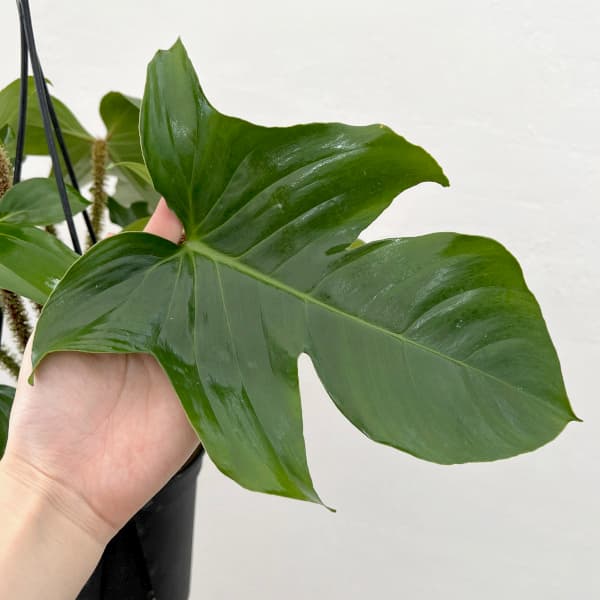 園芸ネット本店｜フィロデンドロン：スクアミフェルム 5号吊り鉢* の
