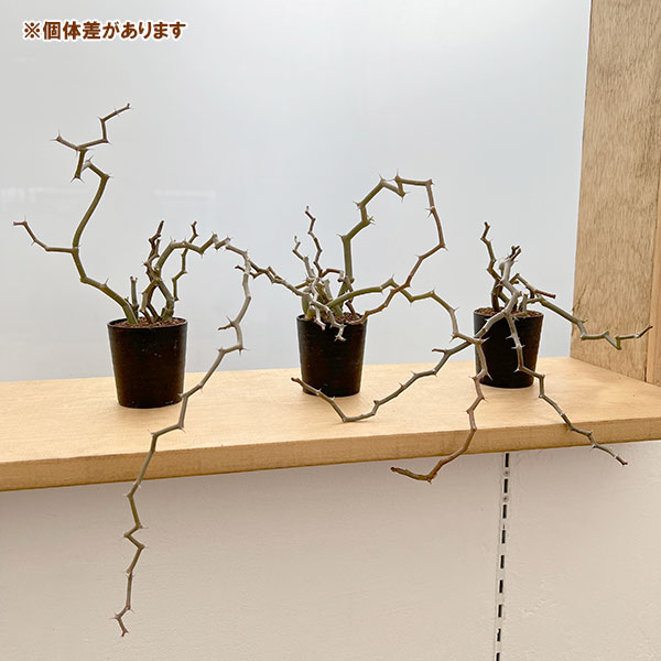 園芸ネット本店｜デカリア：マダガスカリエンシス 2.5号鉢植え の通販