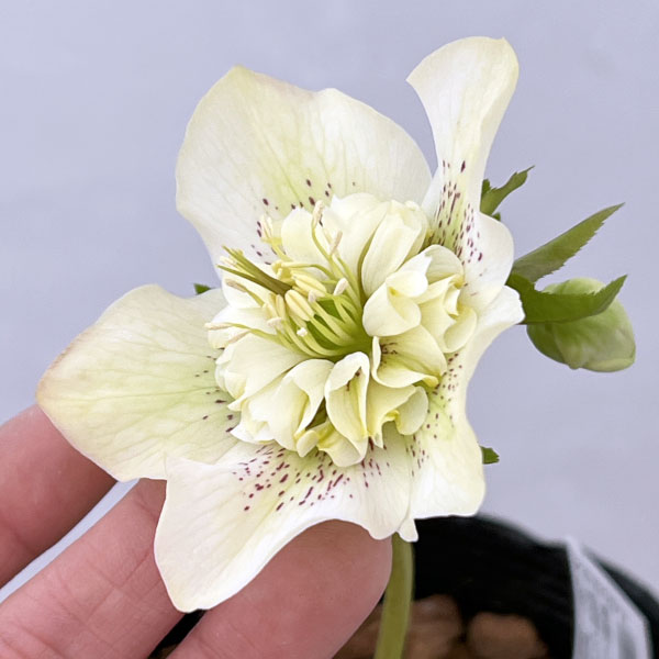 園芸ネット本店｜吉田園芸さんのクリスマスローズ：多弁交配セミダブル