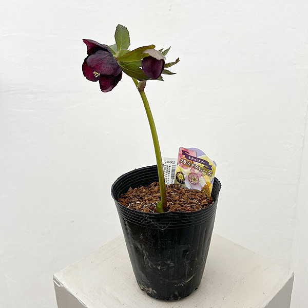 園芸ネット本店｜吉田園芸さんのクリスマスローズ：多弁交配セミダブル