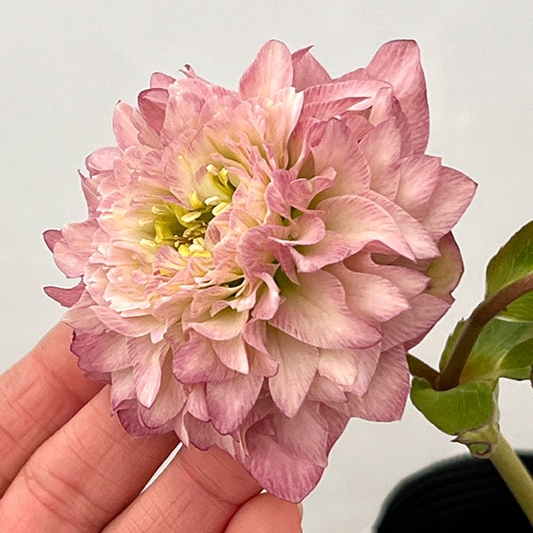 園芸ネット本店｜吉田園芸さんのクリスマスローズ：超多弁交配26-11