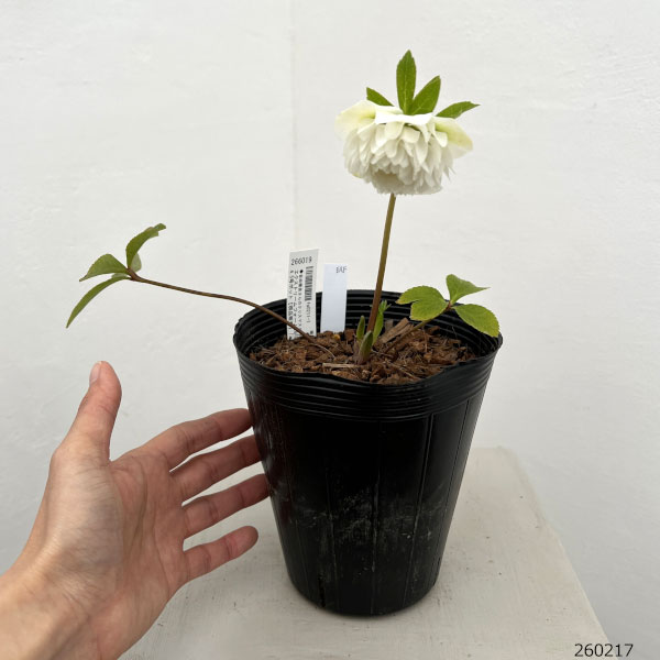 園芸ネット本店｜吉田園芸さんのクリスマスローズ：エクストリーム