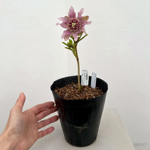 園芸ネット本店｜吉田園芸さんのクリスマスローズ：ヒデコート