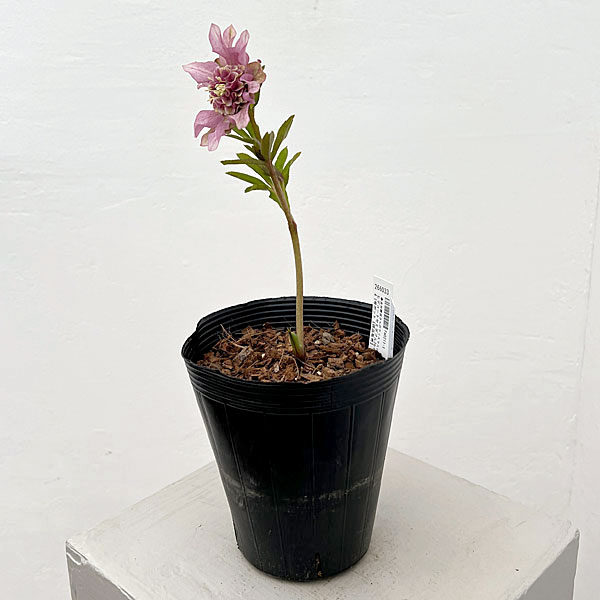 園芸ネット本店｜吉田園芸さんのクリスマスローズ：ヒデコート