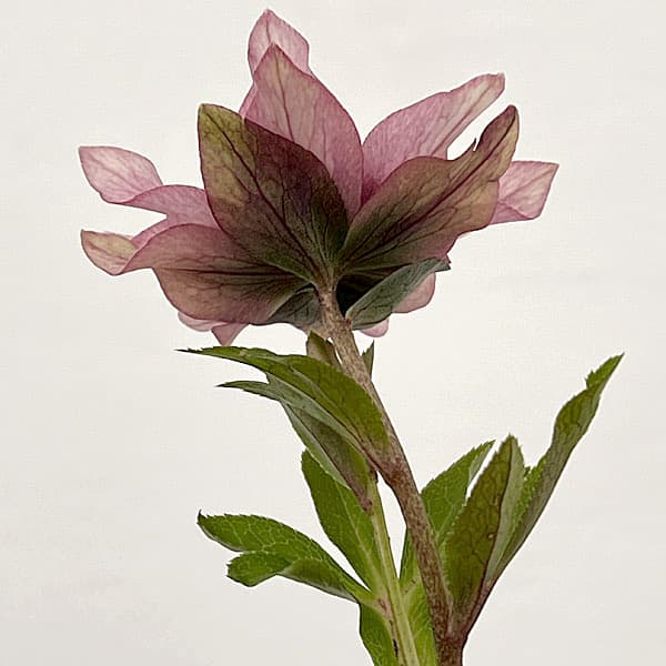 園芸ネット本店｜吉田園芸さんのクリスマスローズ：ヒデコート