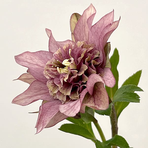 園芸ネット本店｜吉田園芸さんのクリスマスローズ：ヒデコート