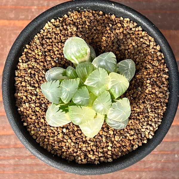 園芸ネット本店｜ハオルチア：姫オブツーサ錦2.5号鉢植え の通販【公式】