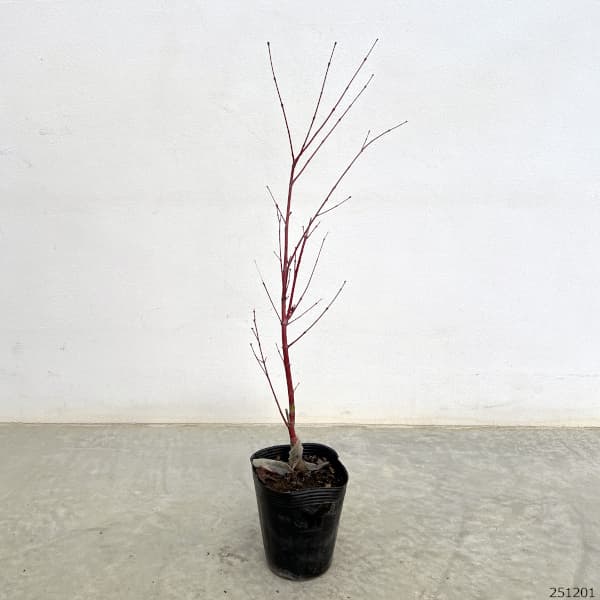 園芸ネット本店｜モミジ：珊瑚閣（サンゴカク）3.5号ポット の通販【公式】