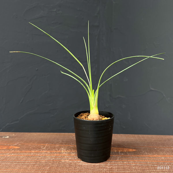 園芸ネット本店｜カリバナス：フーケリー 2.5号鉢植え の通販【公式】