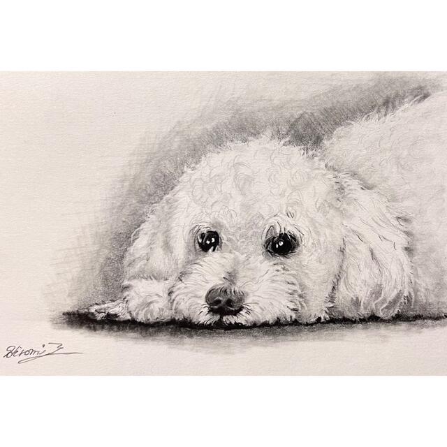 鉛筆画 原画 手描き プードル トイプードル イラスト モノクロの通販