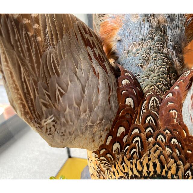 雉 剥製 本物 骨董品 約40年の通販 by 好きなものあります｜ラクマ