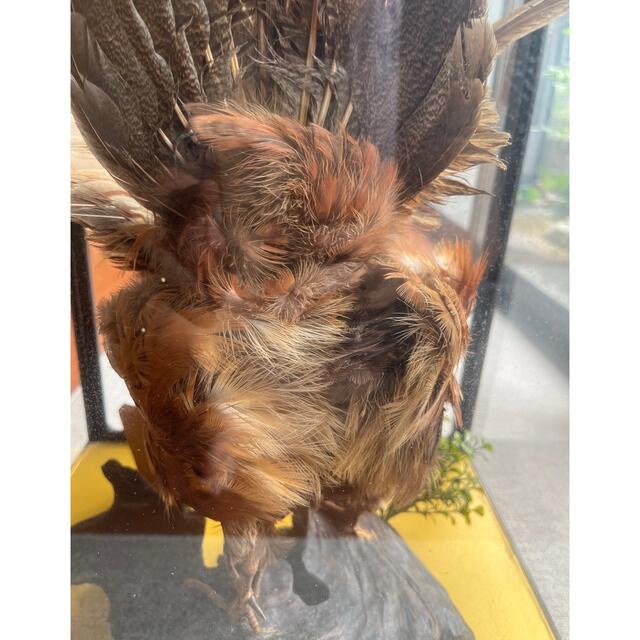 雉 剥製 本物 骨董品 約40年の通販 by 好きなものあります｜ラクマ