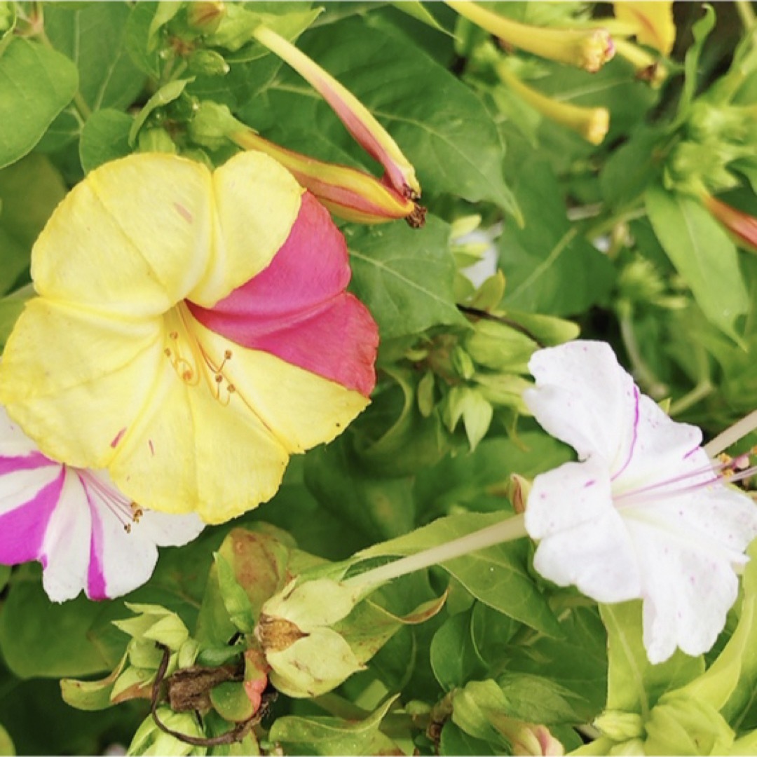 オシロイバナ ミックス色 苗4株塊根 おしろい花 白粉花 夕化粧 白粉花