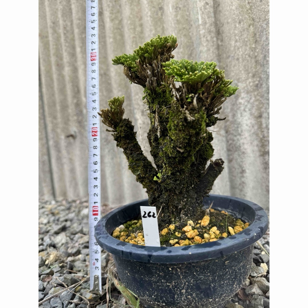 送料無料】25年物 玉獅子 岩松 イワヒバ 岩ヒバ 盆栽 高山植物 262の