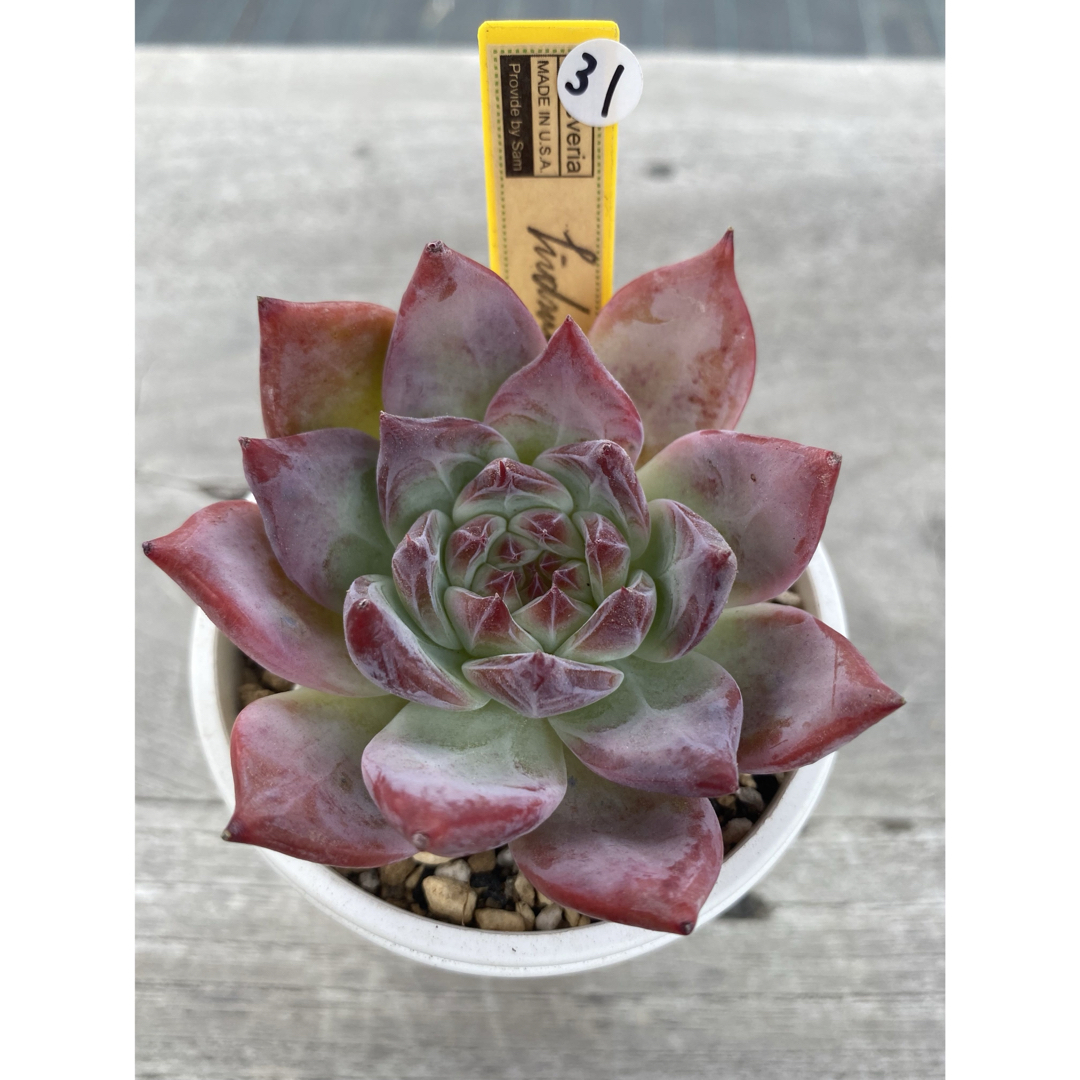 1 希少 リンゼアナNo.3 丸葉タイプ カリフォルニア輸入 1 希少