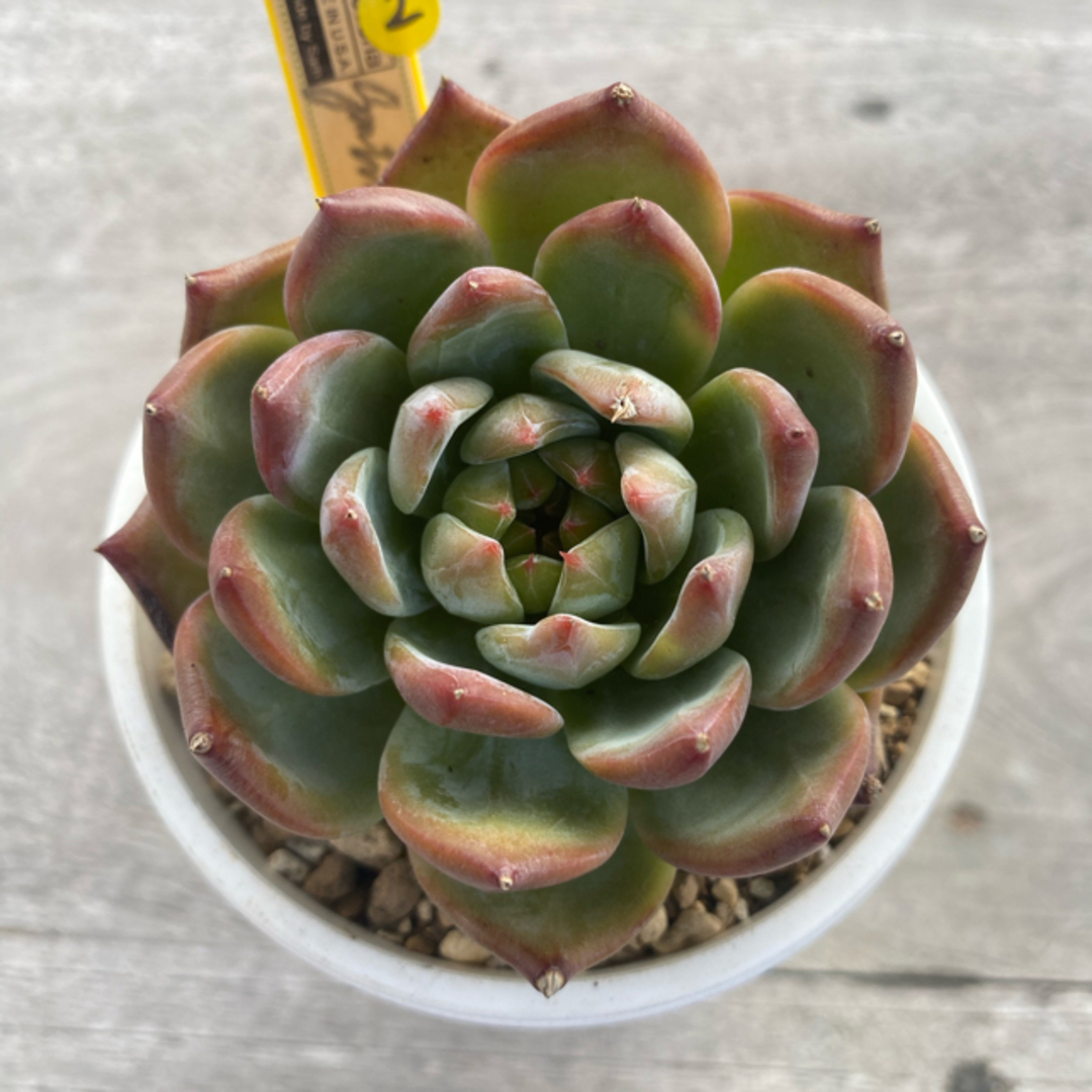 26】カリフォルニア輸入SAMリンゼアナNo.5 希少多肉植物