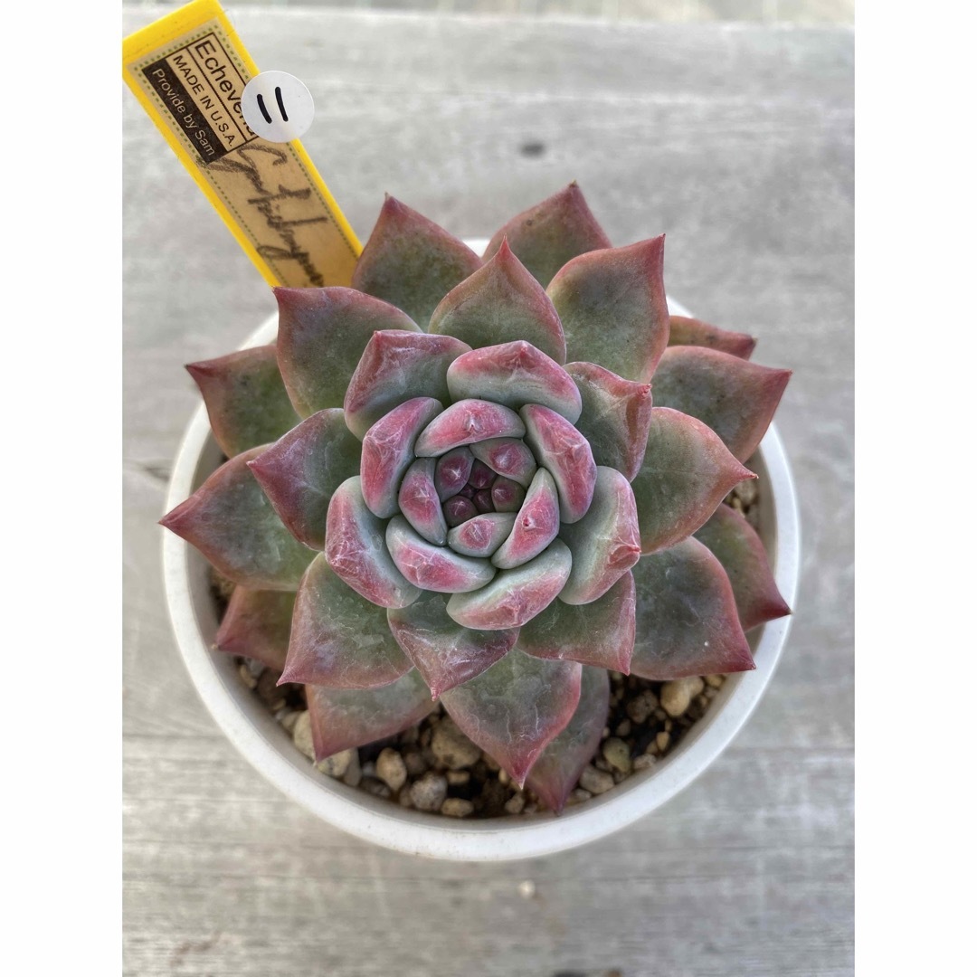 4 希少 SAMリンゼアナNo.6 カリフォルニア輸入 多肉植物 14