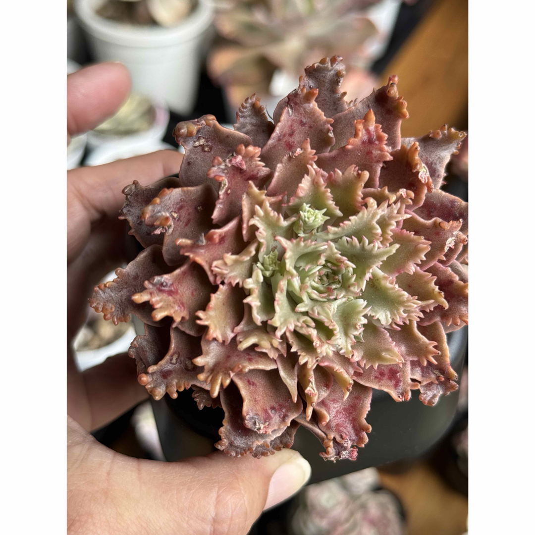 多肉植物 レア スターファイヤー カット苗 札付きの通販 by 愛mi♡na咲