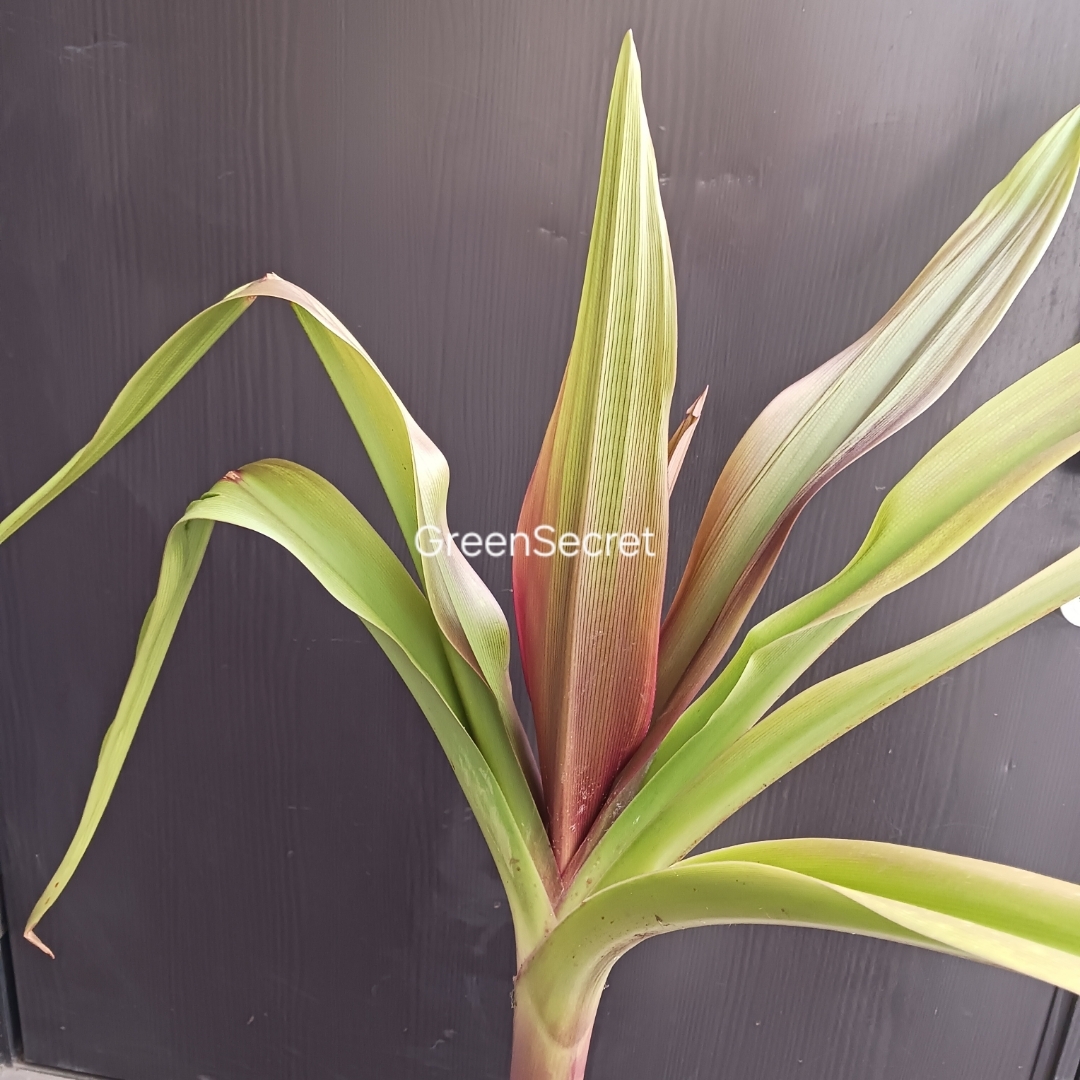 4 ハマユウ 9号 ハマオモト 赤葉 銅葉 観葉植物の通販｜houseofnerat.com