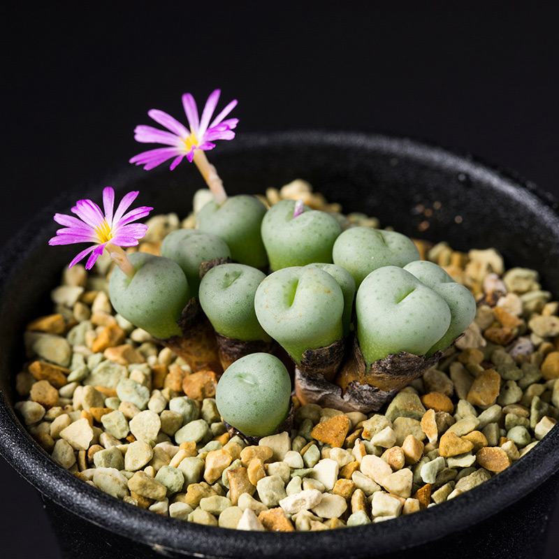 コノフィツム・セラタムの基本情報・育て方｜多肉植物・サボテン図鑑