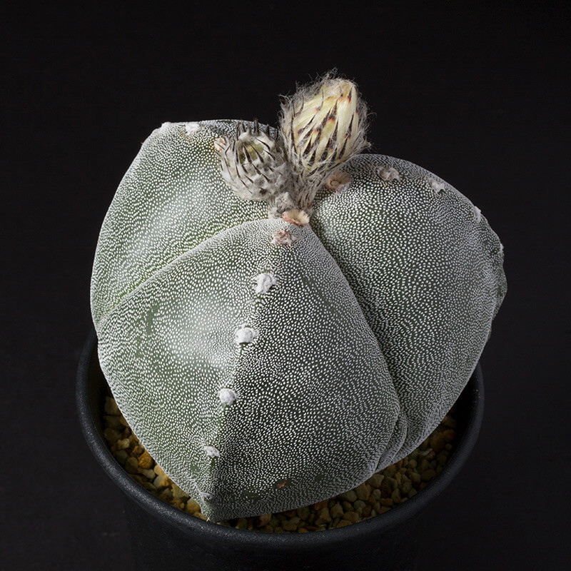 アストロフィツム三角鸞鳳玉（サンカクランポー玉）の基本情報・育て方