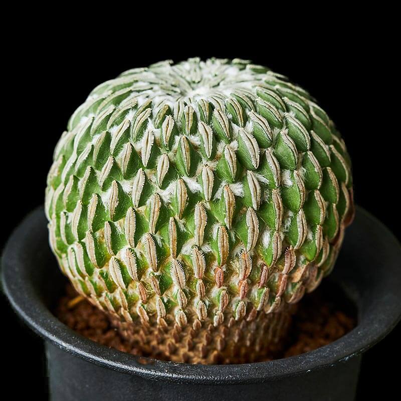 ペレキフォラ精巧丸の基本情報・育て方｜多肉植物・サボテン図鑑