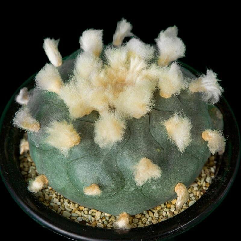 ロフォフォラ翠冠玉の基本情報・育て方｜多肉植物・サボテン図鑑