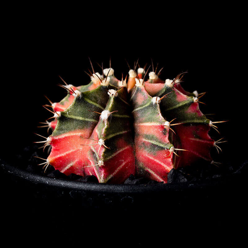 ギムノカリキウム'緋牡丹錦'の基本情報・育て方｜多肉植物・サボテン