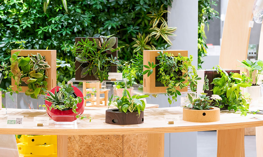 土を使わないインドアグリーン新素材「フューチャーソイル」で