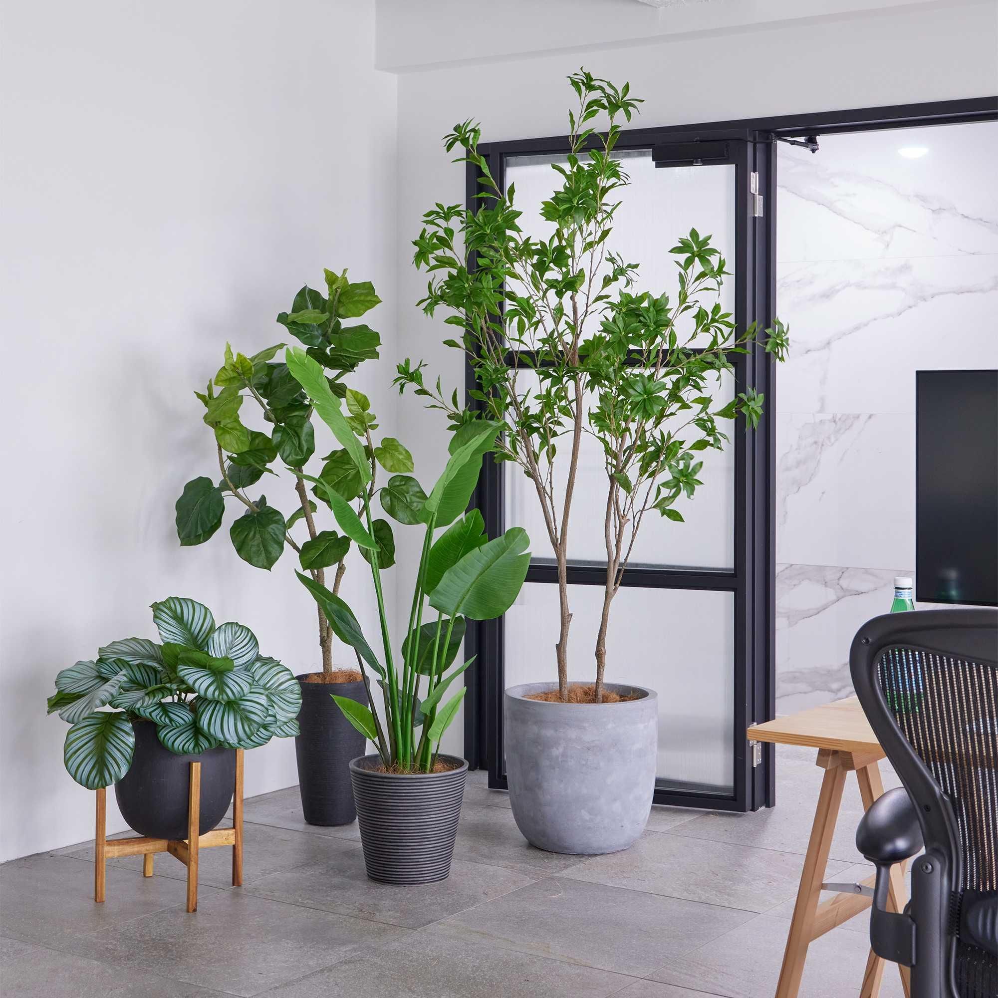 カラテアの観葉植物 フェイクグリーン | 造花専門店プリマ