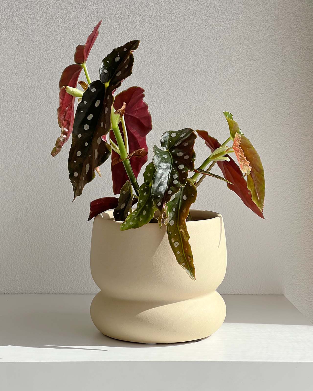 鉢カバー 陶器 3号〜3.5号 クリームイエロー – inakougei